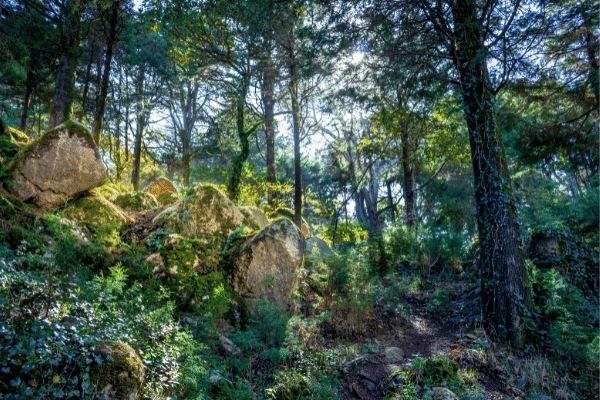 Portugal les forêts magiques de Sintra
