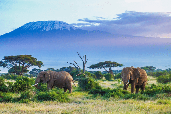 Eléphants et le Kilimanjaro, Tanzanie