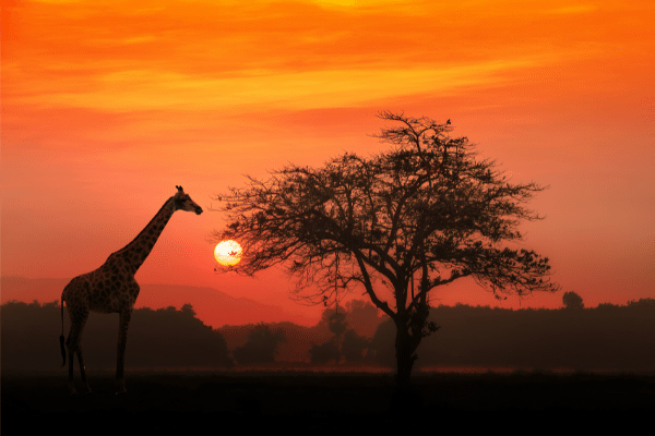 Girafe africaine au lever du soleil, Tanzanie
