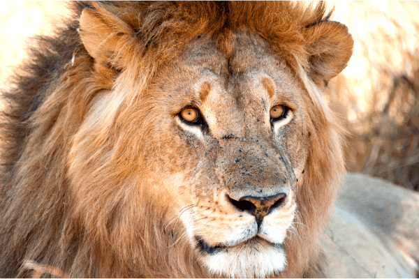 Lion au Parc National du Serengeti, Tanzanie