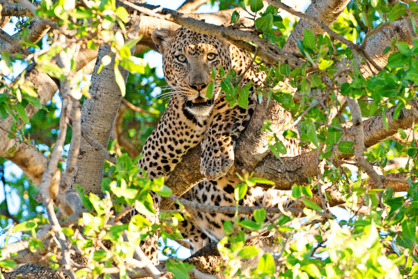 Point de vue léopard, parc national du Serengeti, Tanzanie
