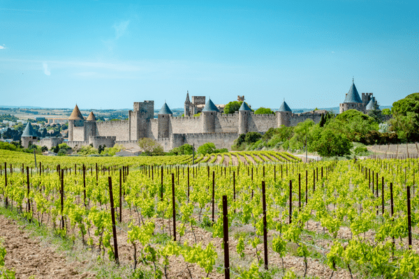 Vignoble devant la cité médiévale de Carcassonne en Occitanie