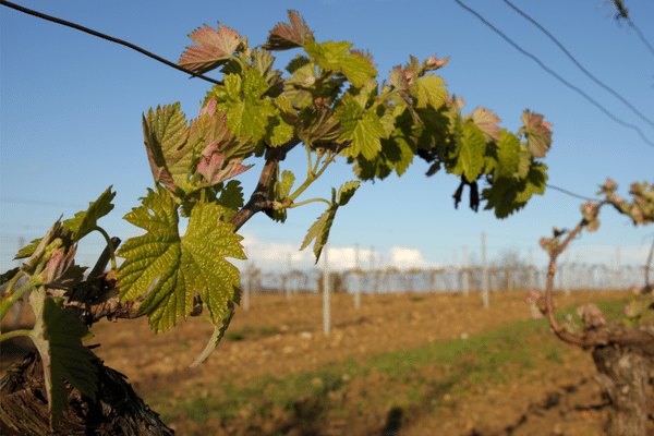 Vignoble en Occitanie (2)