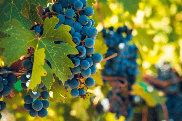 Vignoble en Occitanie (3)