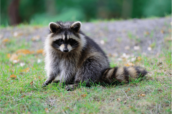 Faune au Canada le Raccoon