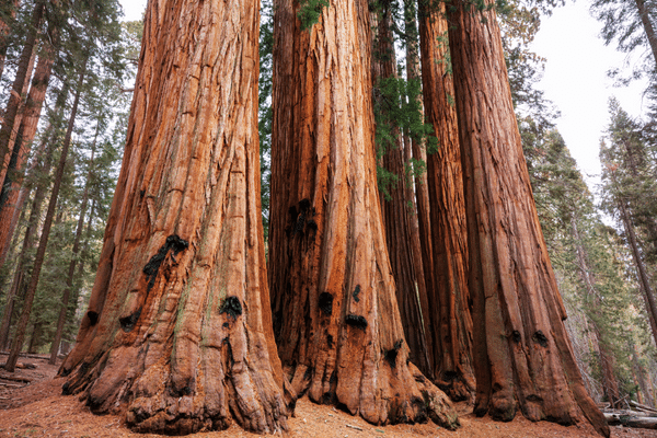 Sequoia aux États-Unis