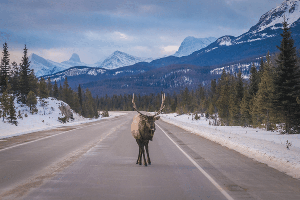 Wapiti à Elk in Alberta au Canada