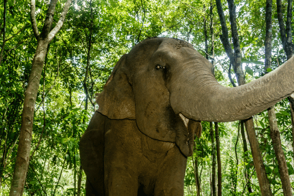 Cambodge - Eléphant dans la province de Mondulkiri