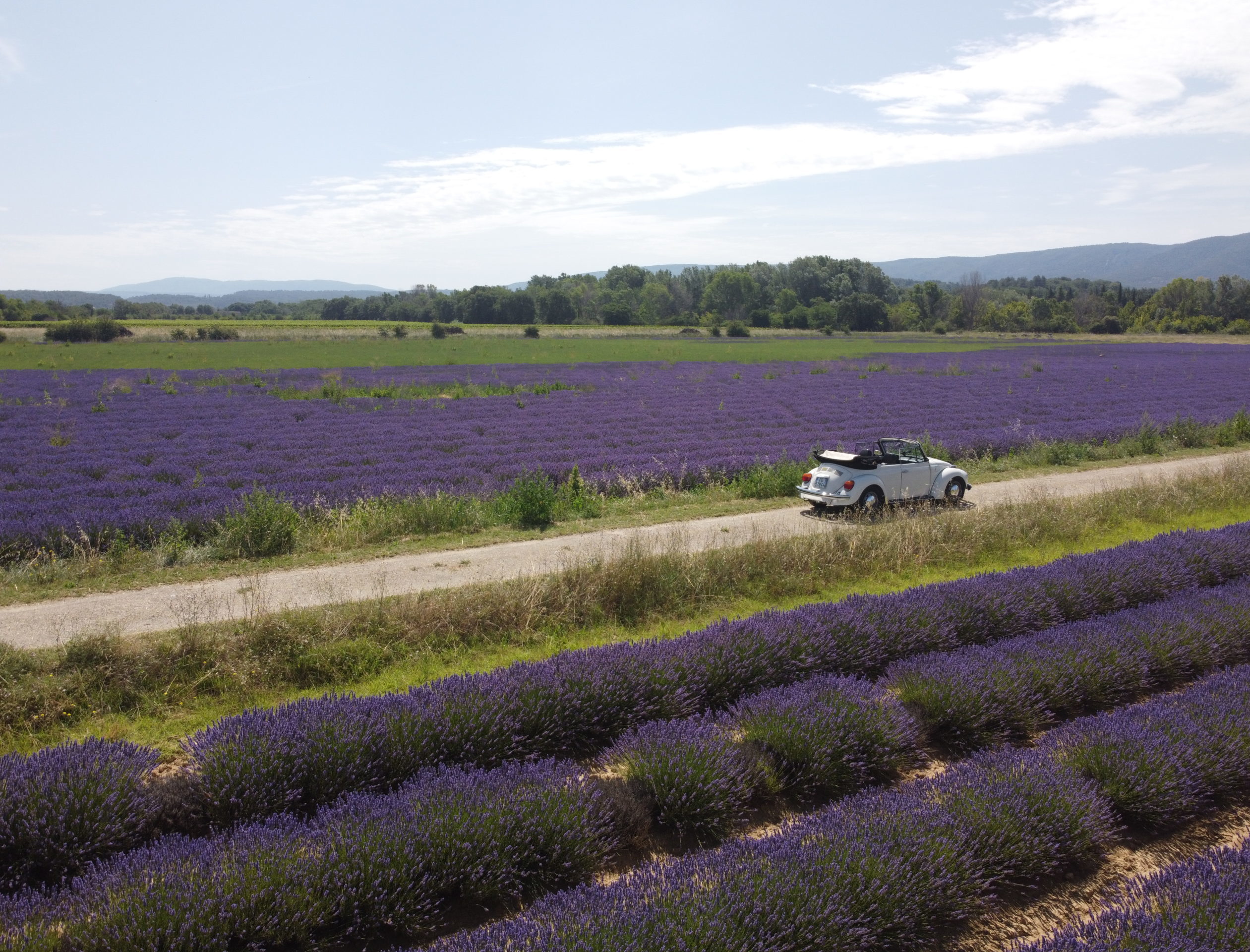 Parcourir les champs de lavande avec Yes Provence