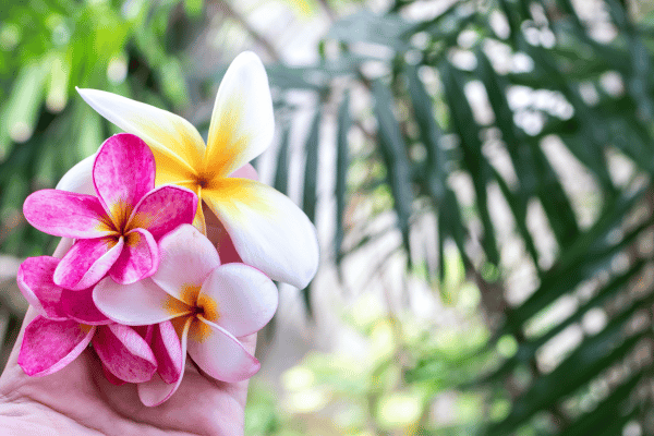 Fleur tropicale de Plumeria Frangipanier rose et blanc à Bali