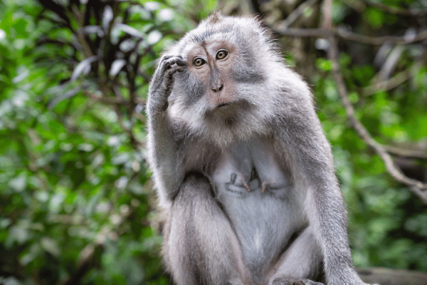 Forêt des singes Ubud à Bali