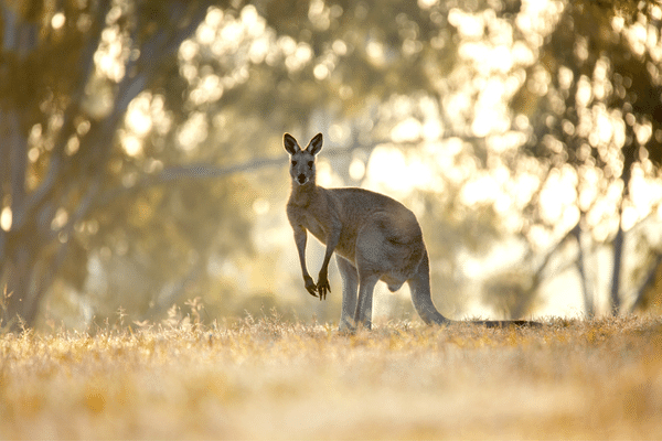Kangourou sauvage en Australie