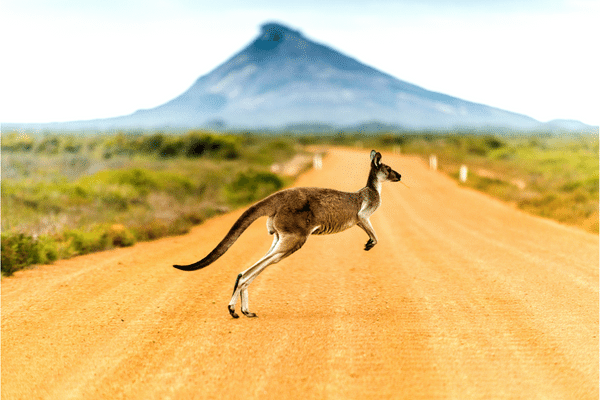 Organisatrice de voyage en Australie - Kangourou traversant la route en Australie-Occidentale