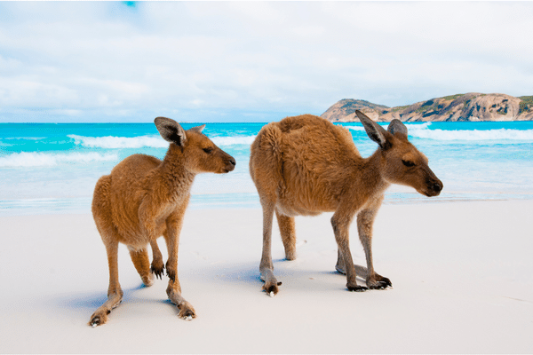 Kangourous à Lucky Bay, Esperance, Western Australia