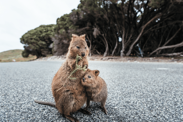 Maman et bébé Quokkas sur Rottnest Island, Western Australia