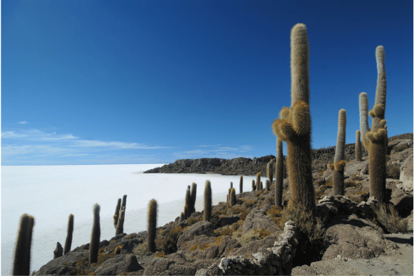 Cactus en Bolivie