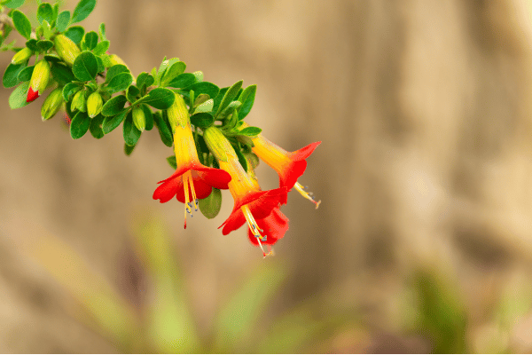 Cantuta fleur nationale bolivienne