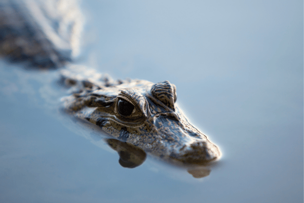 Crocodile Caiman à Madidi près de Rurrenabaque