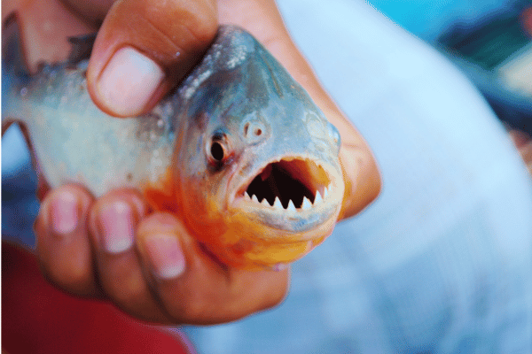Piranha à Rurrenabaque en Bolivie