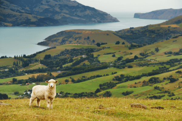 Voyage Nouvelle-Zélande - paysage néo-zélandais