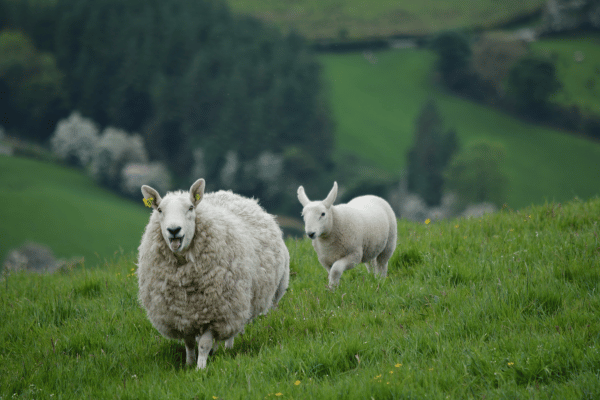 Voyage en Irlande - rencontre des moutons