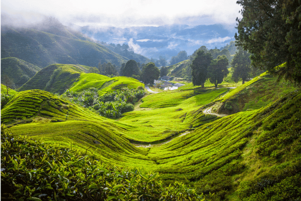 Malaisie - Plantation de thé dans les Cameron Highlands