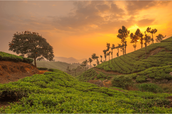 Plantations de thé à Munnar, Kerala en Inde