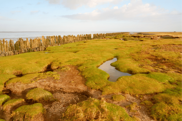 Parc National de la Mer des Wadden, Danemark