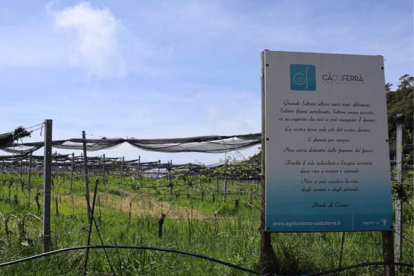 Que faire aux Cinque Terre - visiter un vignoble Cà du Ferrà