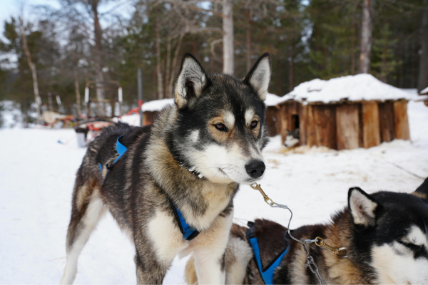 ferme-huskies-laponie