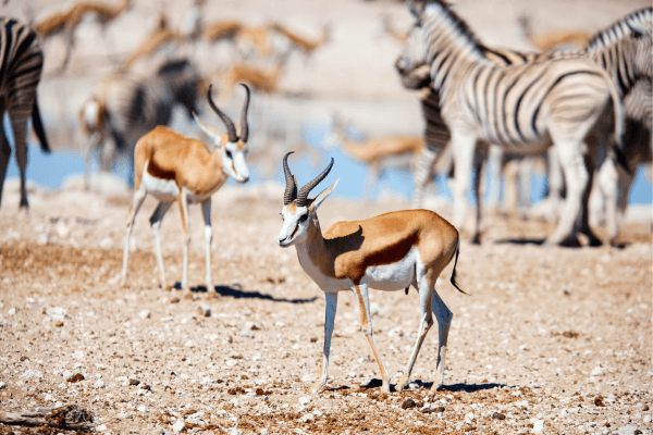 parc-national-Etosha-faune