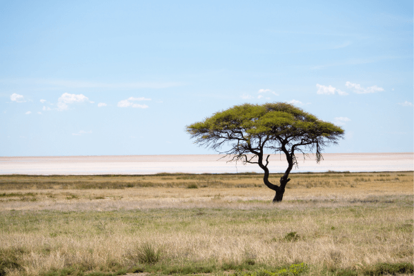 parc-national-Etosha-paysage